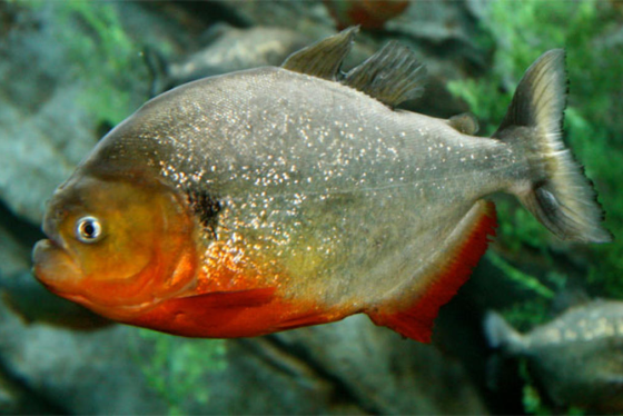 piranha-vermelha
