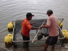 107 mil alevinos sao distribuidos no mes de janeiro em Alagoas