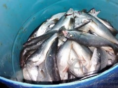 150kg de sardinha apreendido em Juiz de Fora-MG