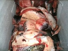 172 kg de pintado apreendido pela PMA no Pantanal