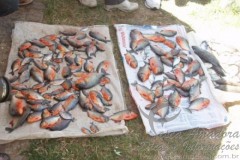 2000 kg de piranhas serao retiradas da barragem do bezerro no Piaui