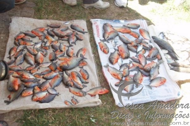 Após ataques, prefeitura deve retirar 2.000kg de piranhas de barragem no Piauí