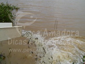 alevinos serão inseridos no rio são francisco