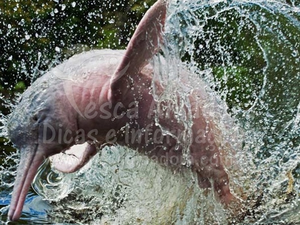 Pesquisadora afirma que botos vermelho podem desaparecer em até dez anos no AM