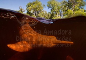 boO Boto vermelho é um dos símbolos da Amazonia