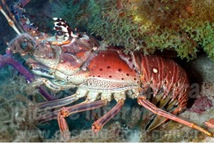 Proposta de empresário sobre a pesca ilegal da lagosta pode virar regra nacional