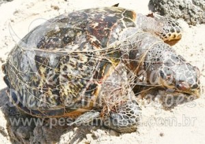 tartaruga com marcas de rede (foto arquivo)