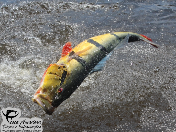 Pesca de Norte a Sul: destinos para levar a família na beira dos rios