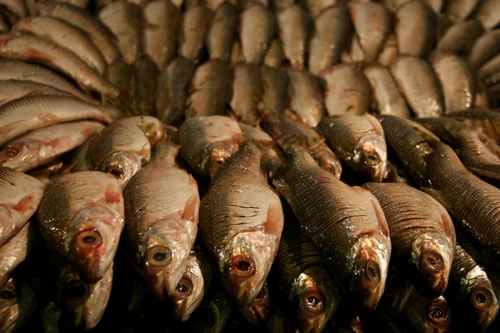 Região do Solimões vai ganhar entreposto de pescados