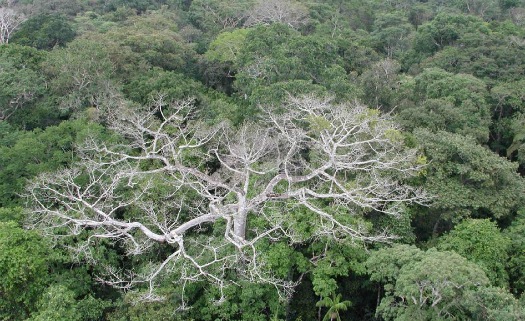 Mudanças climáticas começam a degradar a Floresta Amazônica