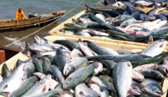 pesca uniao europeia