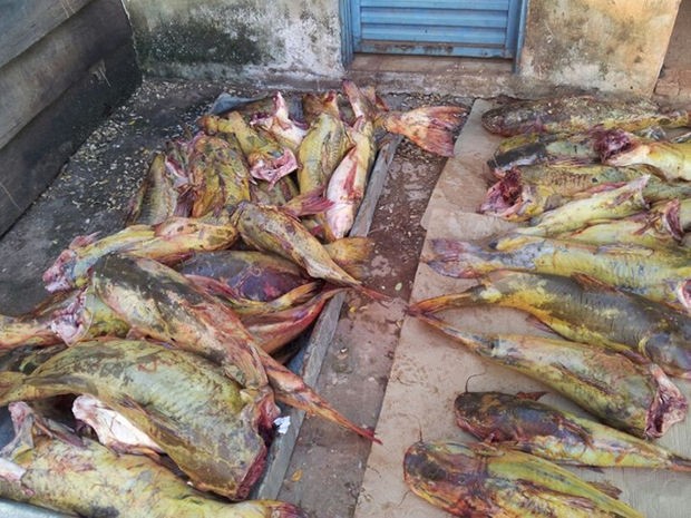 Dois são presos transportando 400 kg de pescado na região do Pantanal