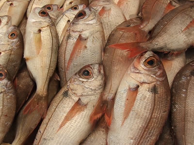 Dema prende três com 500 quilos de pescado irregular