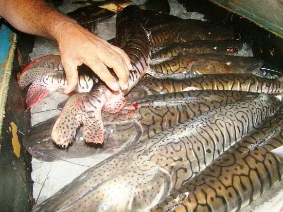 PMA autua em R$ 4,5 mil dois pescadores profissionais em MS