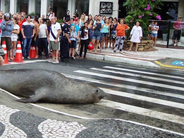 Elefante-marinho atravessa Avenida Atlântica, em Balneário Camboriú