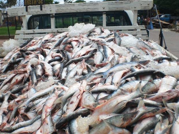 Ibama apreende 35 toneladas de peixes em Santarém, no oeste do Pará