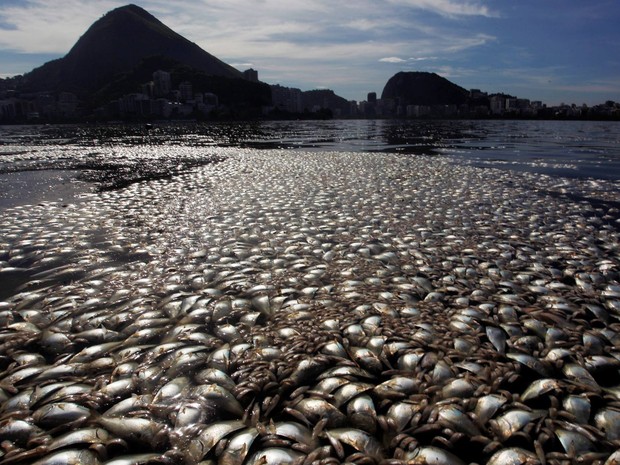 Sobe para “33 toneladas” a quantidade de peixes retirados da Lagoa Rodrigo de Freitas