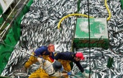 img-pesca-predatoria-01