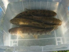 traira-tour-2013-trairas