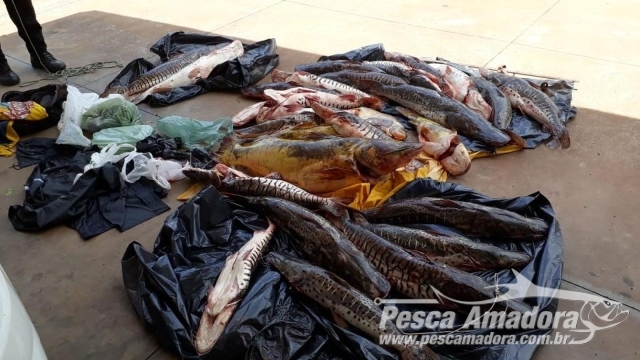 Sema apreendem 154 kg de pescado ilegal em Santo Antônio do Leveger (MT)