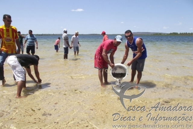 210 mil alevino são colocados em barragem para conter piranhas no Piaui