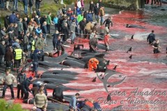250 baleias mortas nas Ilhas Faroe na Dinamarca