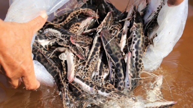 3.000 alevinos de surubim e caranha são soltos no Lago Azul em Araguaína (TO)