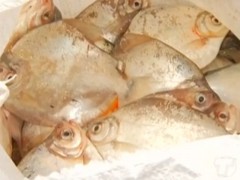 300 kg apreendidos em Santarem