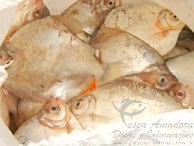 Sema apreende 300kg de peixes e três aves silvestres em Santarém