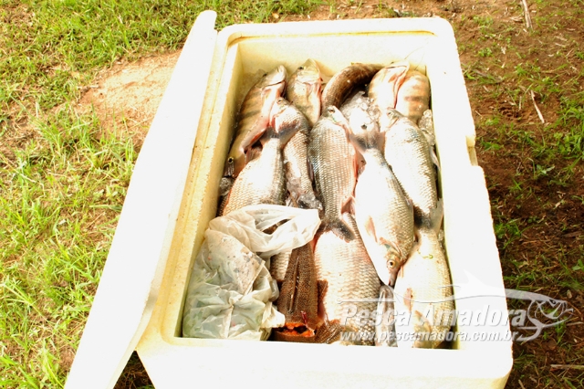 80 kg de pescado foram apreendidos no lago da UH Luiz Eduardo Magalhães em Palmas-TO