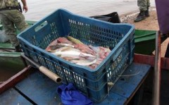 9 kg de pescado apreendido no Parana