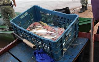 Homem é preso com peixes abaixo do tamanho permitido no PR