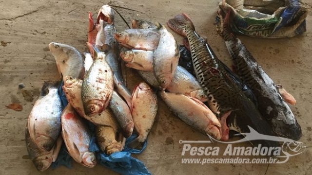 Ação conjunta apreende pescado irregular as margens do rio Araguaia no MT