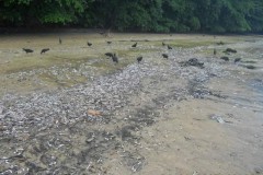 Acao conjunta combate pesca ilegal durante operacao em Vitoria-ES