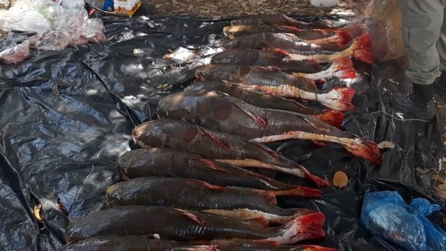 Ação conjunta resulta na apreensão de 510 kg de pescado ilegal em Mato Grosso