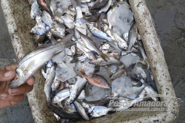 Ação conjunta resulta na apreensão de pescado ilegal e redes utilizadas na pesca ilegal no RN