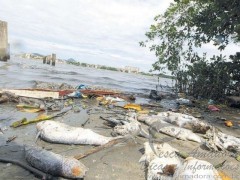 Acidente com a ultracargo atinge pesca em Cubatao-SP
