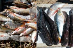 agencia-de-defesa-agropecuaria-incinera-uma-tonelada-de-pescado-no-para