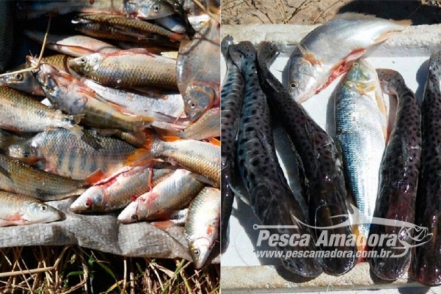 Agencia de defesa agropecuária incinera uma tonelada de pescado no Pará