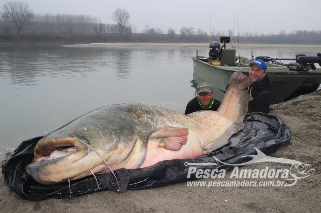 Alemão fisga na Itália o maior peixe de água doce já capturado na Europa