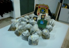 Alevinos de aruana-negra apreendidos pelo Ibama em Manaus