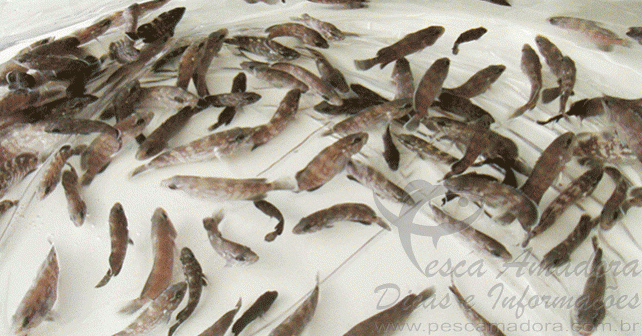 Brasil desenvolve projeto inédito de reprodução de garoupa em cativeiro