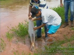 Alunos da escola Municipal de Mariapolis-SP soltam 12 mil alevinos no rio do peixe