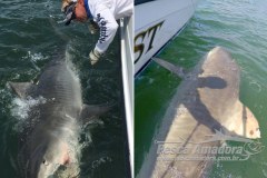 Americano pesca o mesmo tubarao um ano depois na Carolina do Sul-USA