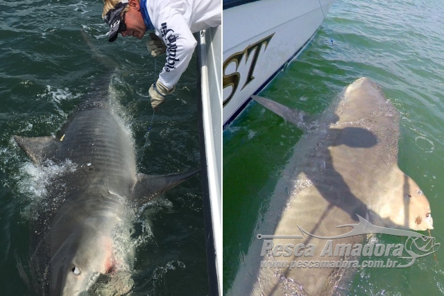 Americano pesca o mesmo tubarão um ano depois na Carolina do Sul-USA