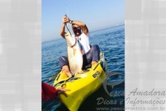 Angelo Neto com pescada amarela fisgada no Guaruja-SP 2