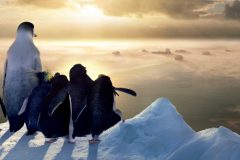 animacoes-ensinam-sobre-a-importancia-da-conservacao-ambiental-happy-feet