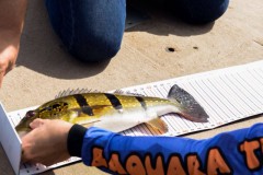 Apem vai premiar os melhores do ano da pesca esportiva no estado do Amazonas 2