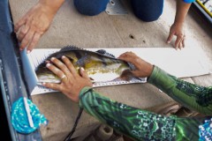 Apem vai premiar os melhores do ano da pesca esportiva no estado do Amazonas