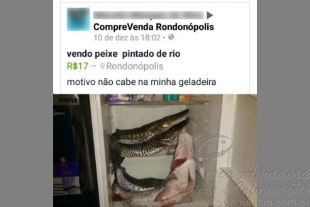Após anunciar venda de pintado no facebook homem é preso por pesca predatória no MT